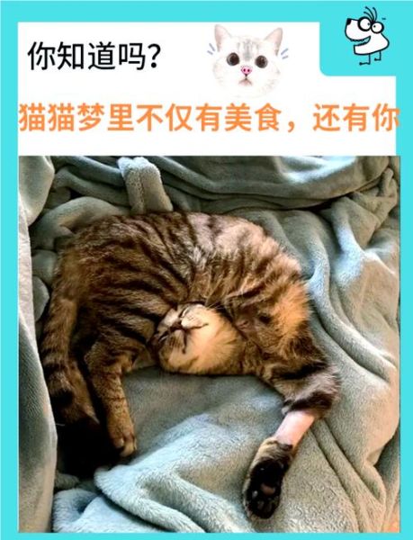 梦到猫是什么意思_梦见猫攻击我怎么办