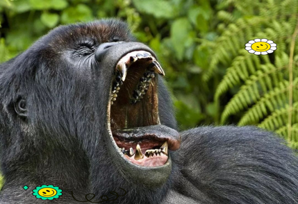 大猩猩图片大全_如何拍摄高清大猩猩照片