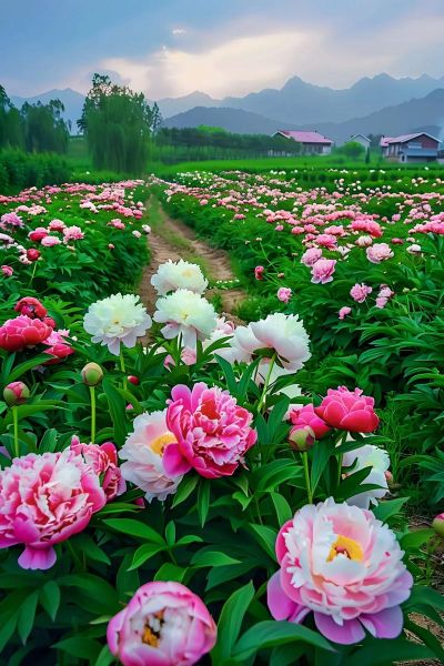 芍药花图片大全_芍药花品种有哪些