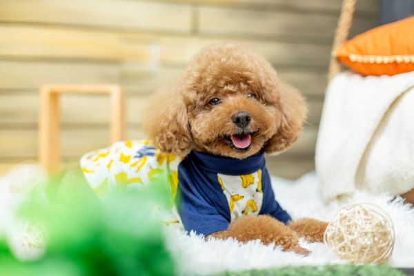 泰迪图片大全_如何挑选高清壁纸