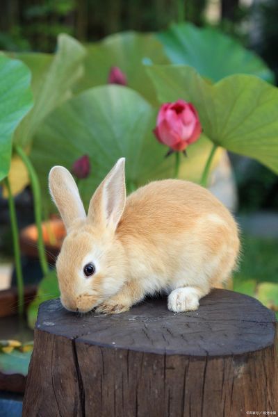 兔子品种大全_兔子图片怎么拍好看