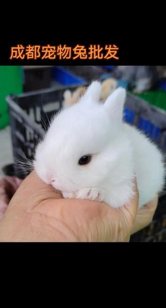 兔子品种大全_兔子图片怎么拍好看