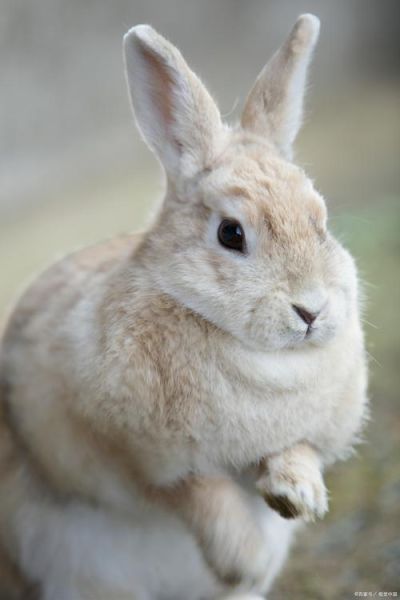 兔子品种大全_兔子图片怎么拍好看