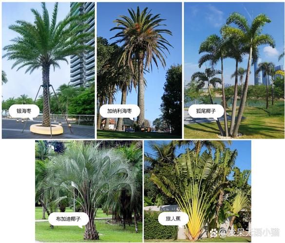 乔木图片大全_常见乔木有哪些品种