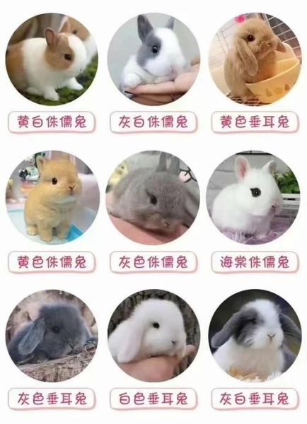 兔子品种大全_如何挑选宠物兔