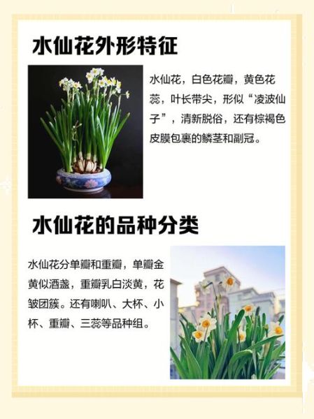 水仙花图片大全_如何挑选高清品种图