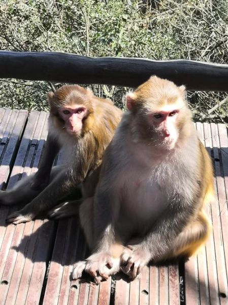 梦到小猴子是什么意思_梦见小猴子代表什么