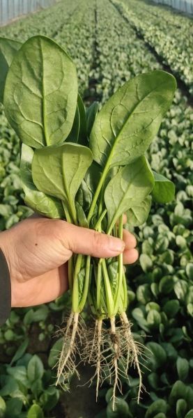 菠菜图片大全_菠菜怎么挑选新鲜