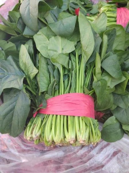 菠菜图片大全_菠菜怎么挑选新鲜