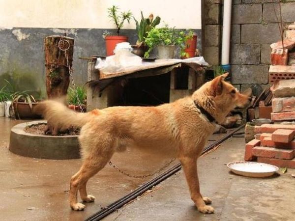 梦到狗咬手是什么意思_被狗咬手预示什么