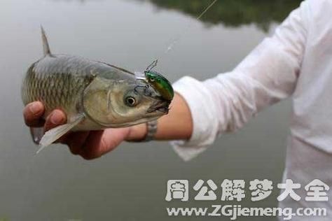 梦见抓鱼是什么意思_梦到抓鱼好不好