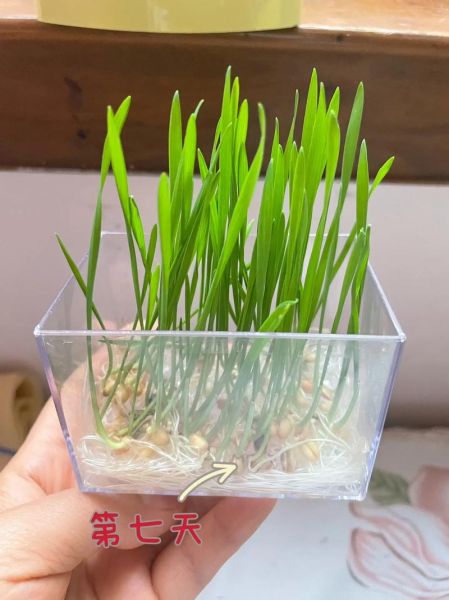 小麦图片大全_高清小麦生长过程图怎么找