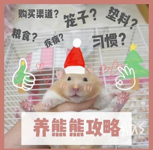 熊宝宝怎么养_熊宝宝吃什么