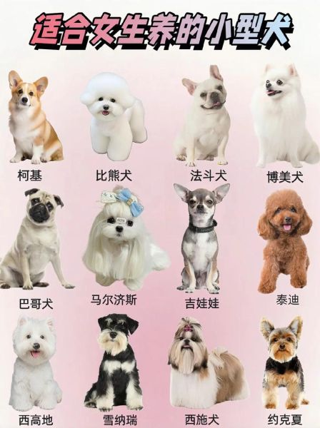 狗的品种大全及图片_如何挑选适合家养的小型犬