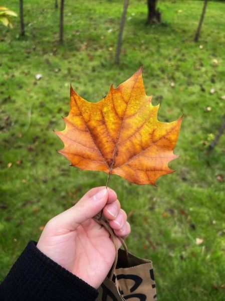 落叶图片大全_如何拍摄最美落叶照片