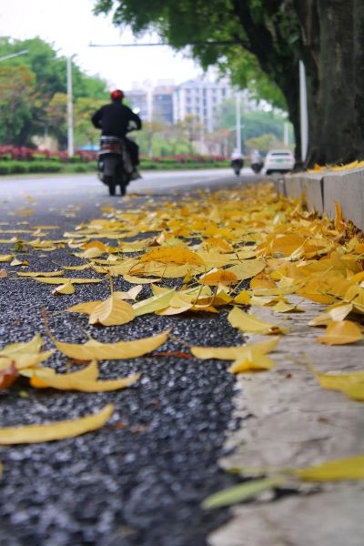 落叶图片大全_如何拍摄最美落叶照片