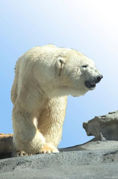 梦到北极熊是什么意思_北极熊梦境解析