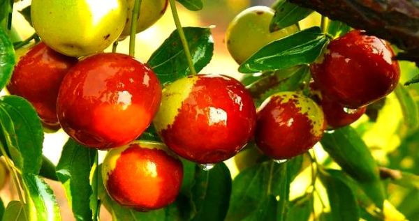 梦到捡枣是什么意思_梦见捡枣好不好