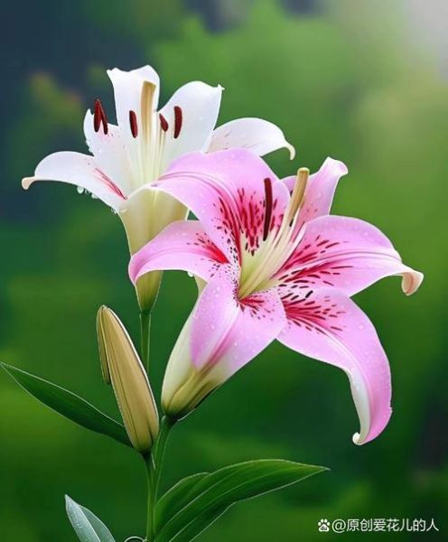 百合花图片大全_百合花品种有哪些