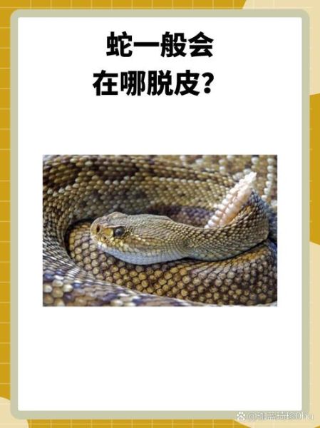 梦到蛇脱皮是什么意思_蛇脱皮梦境解析