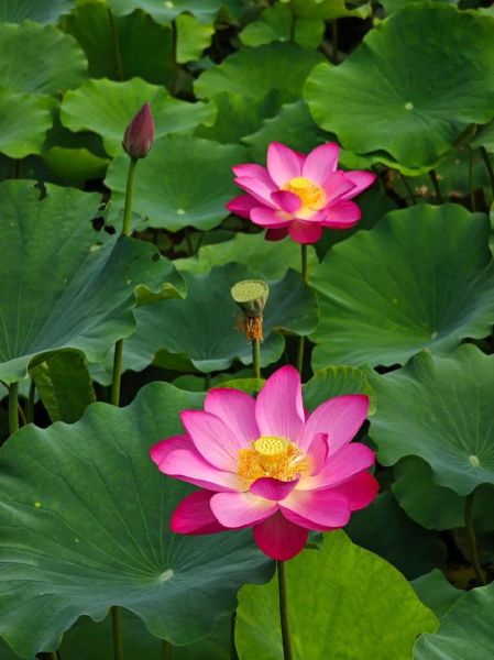 荷花图片大全高清图片_荷花怎么拍才好看