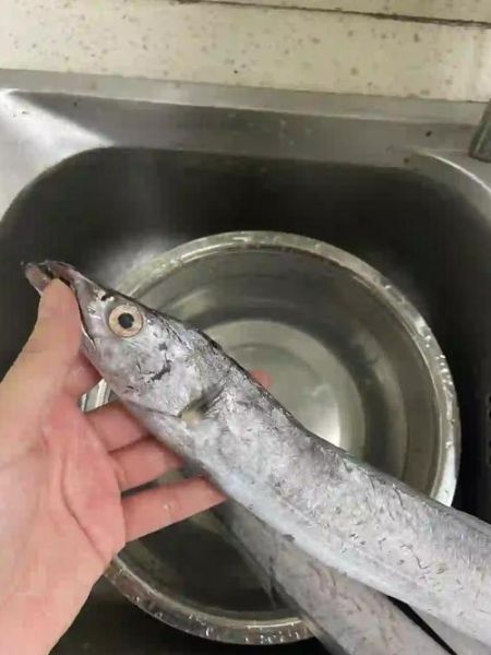 带鱼图片大全_如何挑选新鲜带鱼