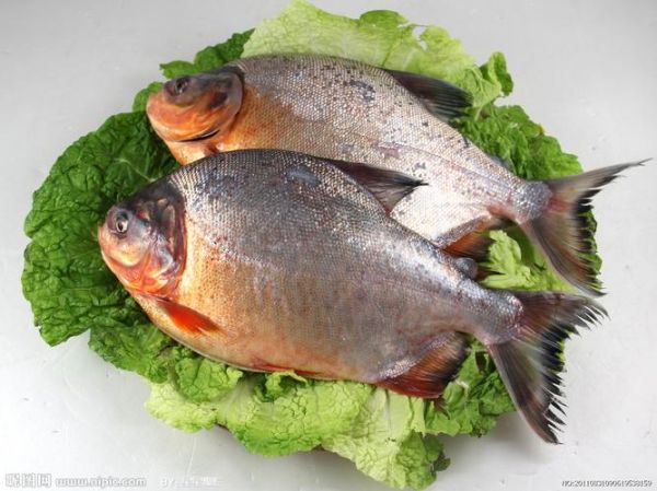 鳊鱼图片大全_鳊鱼长什么样