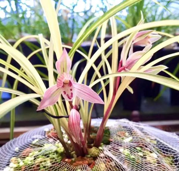 兰花品种大全_兰花图片怎么选