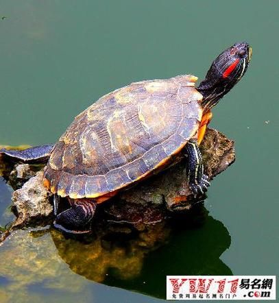 梦到乌龟是什么意思_梦见乌龟预示什么