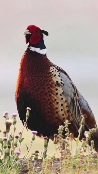 梦到野鸡预示着什么_梦见野鸡吉凶解析