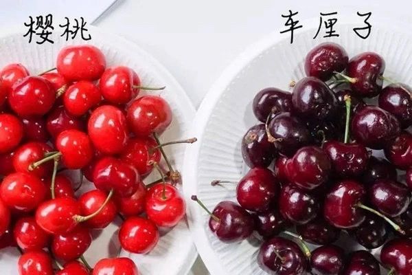 樱桃真实图片大全_如何辨别车厘子与樱桃