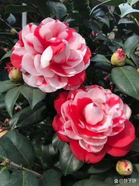 山茶花图片大全大图_如何挑选高清壁纸