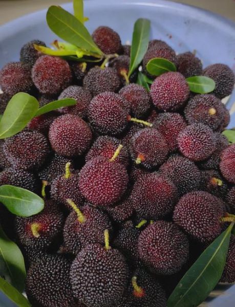 杨梅图片大全_如何挑选新鲜杨梅