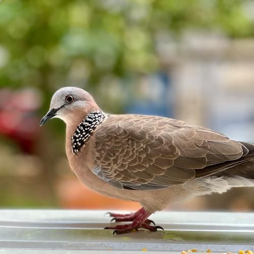 斑鸠图片大全大图_斑鸠高清图怎么拍