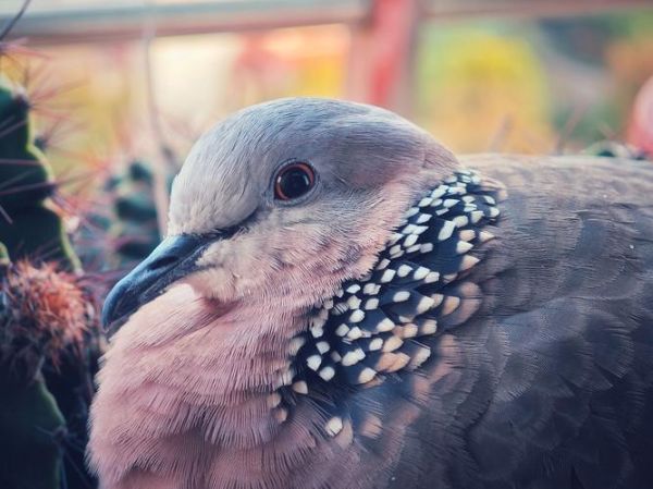 斑鸠图片大全大图_斑鸠高清图怎么拍