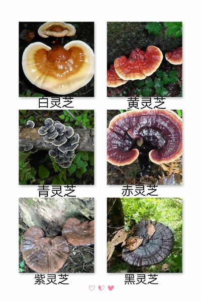 灵芝图片大全_灵芝种类如何区分