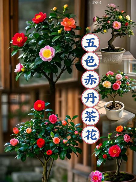 茶花图片大全大图盆栽_茶花盆栽怎么养才开花