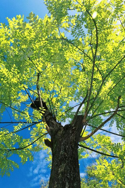 风景树图片大全_如何挑选适合做背景的树