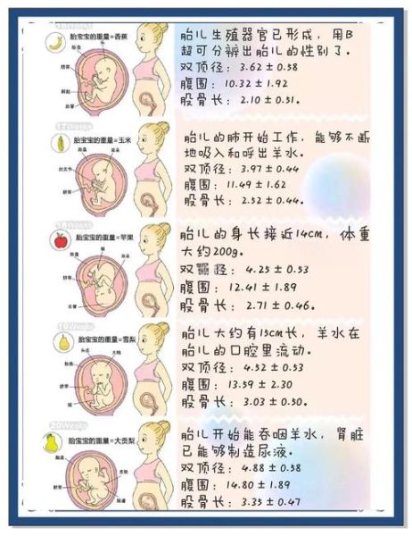 胎儿体重怎么算_孕期体重估算公式