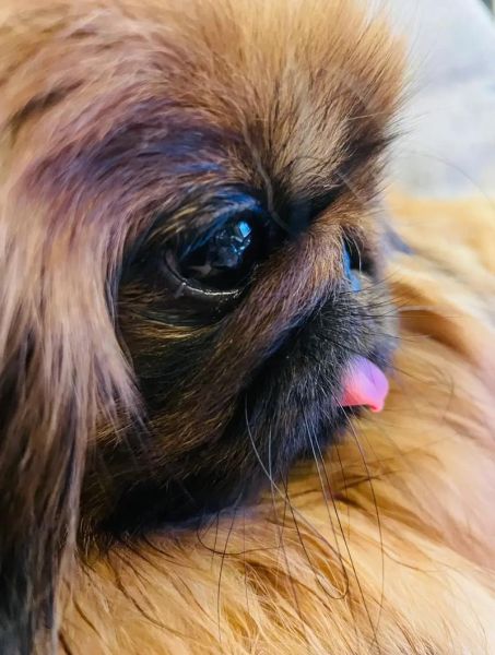 京巴狗图片大全_京巴狗长什么样