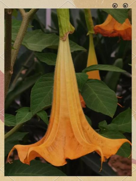 曼陀罗图片大全_曼陀罗花语是什么