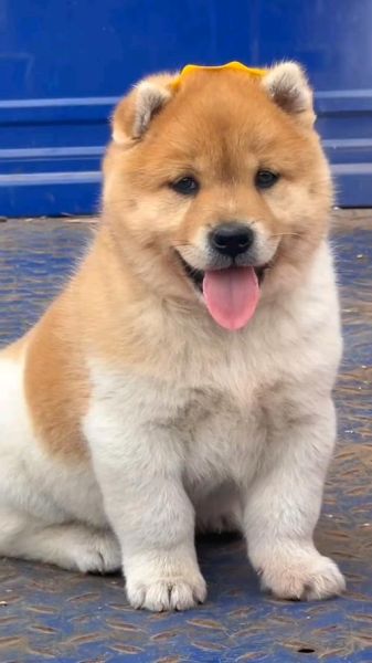 富贵狗图片大全_如何挑选高清图