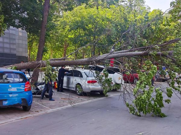 梦到大树倒了是什么意思_大树倒了的梦境解析