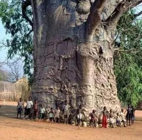 梦到大树倒了是什么意思_大树倒了的梦境解析