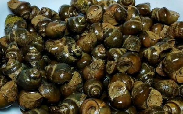 梦到田螺是什么意思_梦见田螺是吉是凶