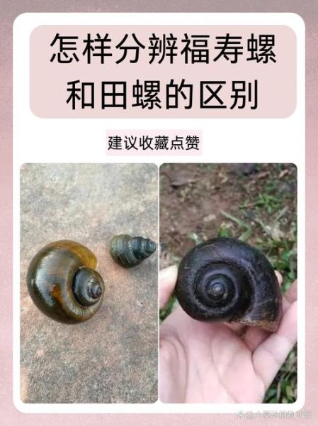 梦到田螺是什么意思_梦见田螺是吉是凶