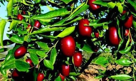 梦到红枣是什么意思_梦见红枣预示什么