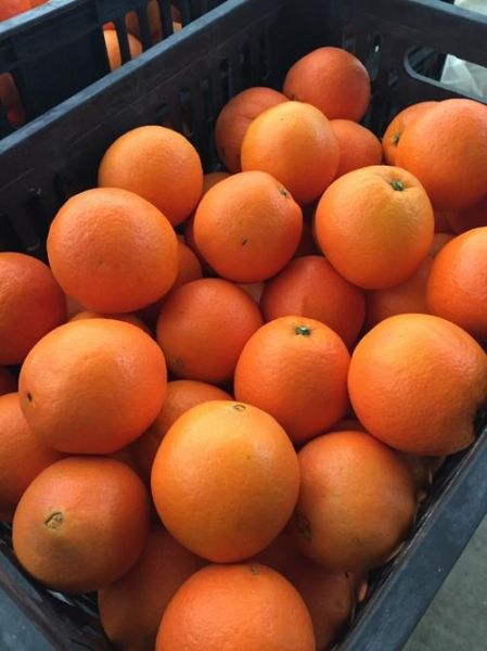 橙子图片大全高清_橙子怎么拍才好看