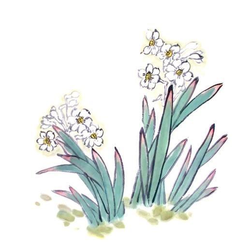 水仙图片大全_如何挑选高清水仙图