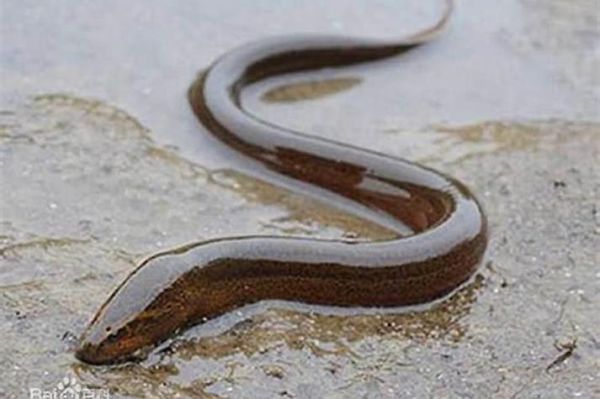 做梦梦到黄鳝是什么意思_梦见黄鳝是吉是凶